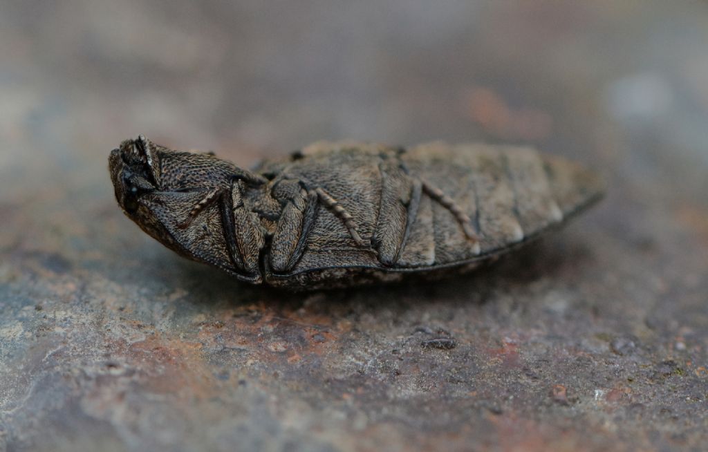Elateridae:  Agrypnus murinus